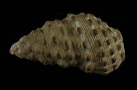 藏品(白葚蟹守螺)的圖片